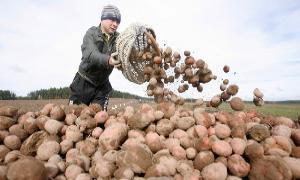 Украина активно выращивает картофель