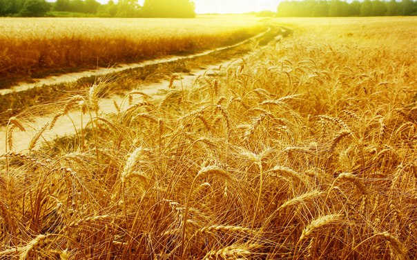 В Украине падают объемы сельхозпроизводства